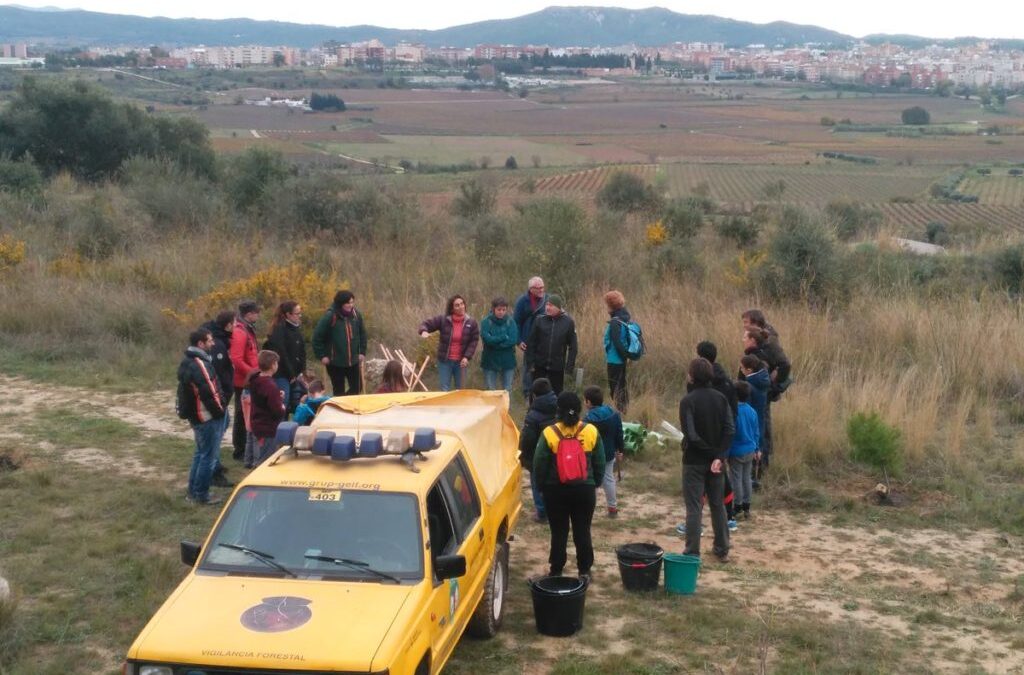 Repoblació forestal i plantada popular!