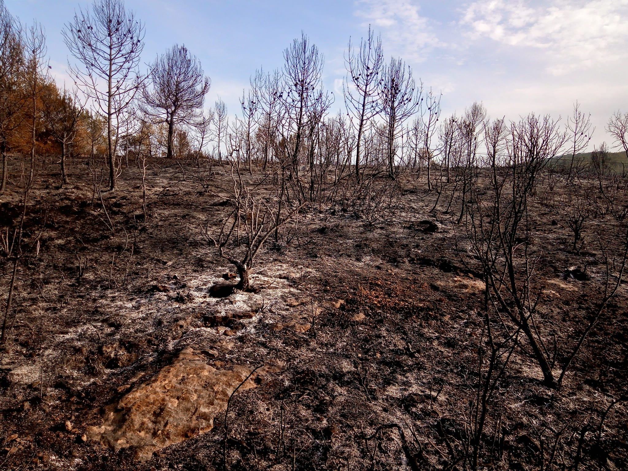 Incendis forestals - ADF 315 la Carrerada